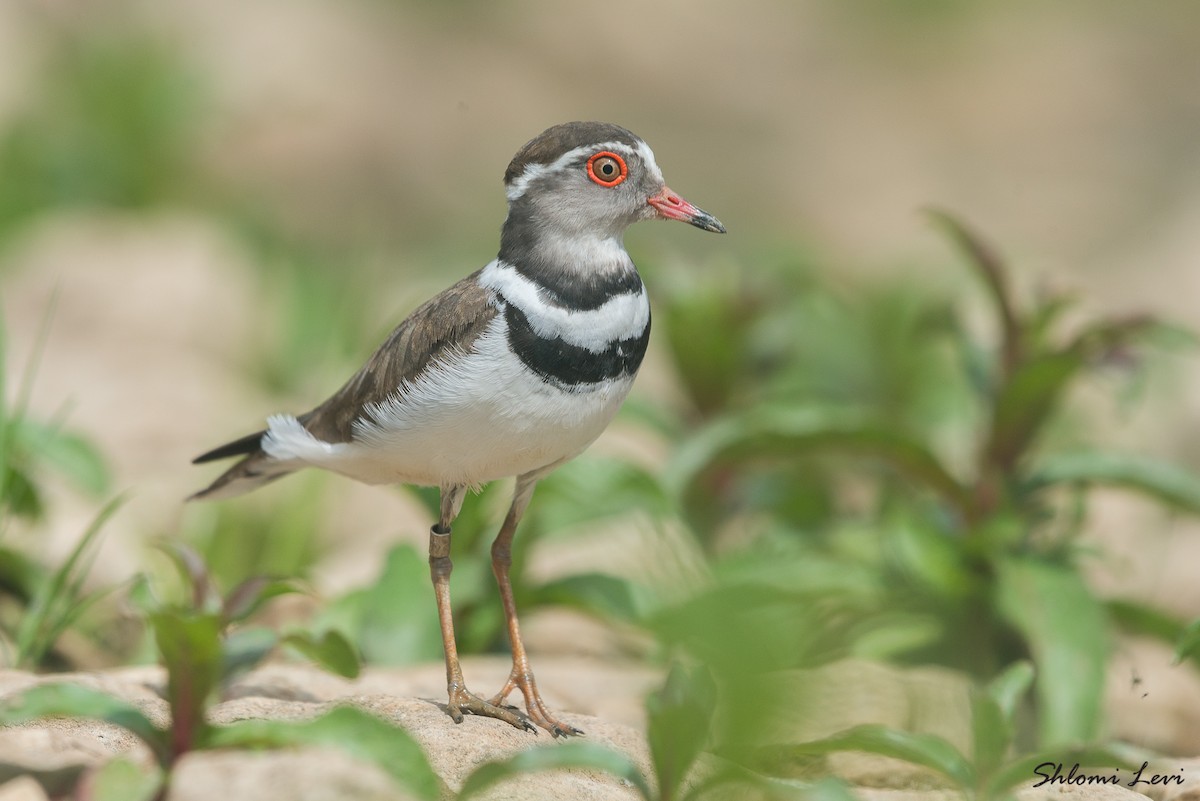 Three-banded Plover - ML316896431