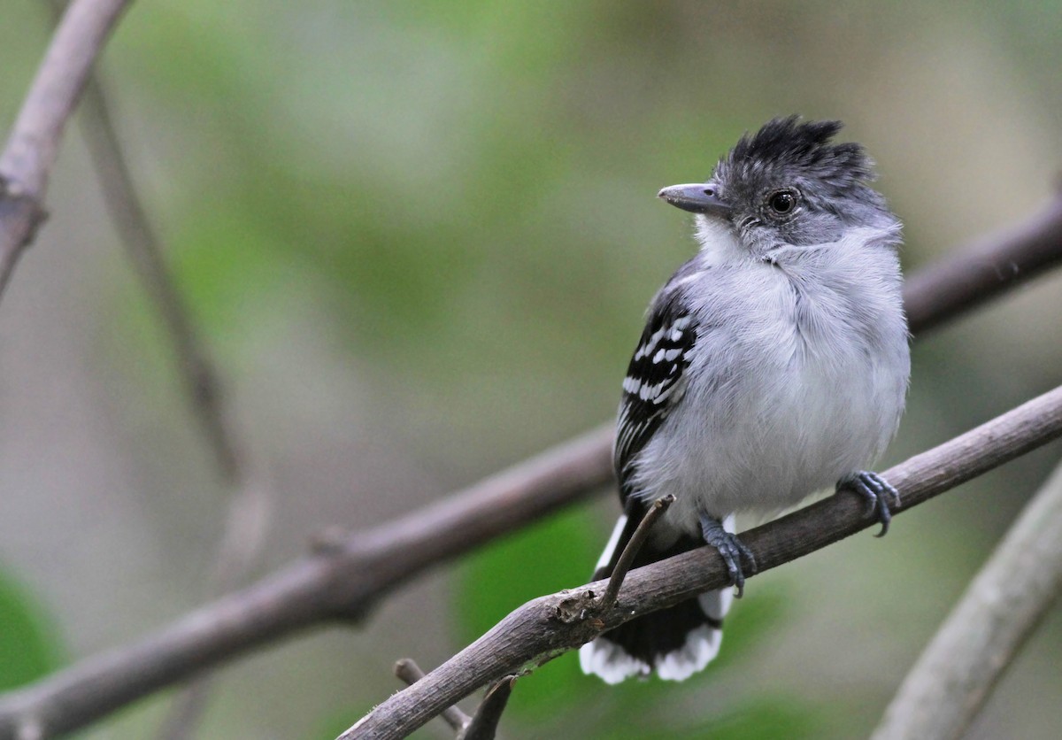 Bolivian Slaty-Antshrike - Ian Davies
