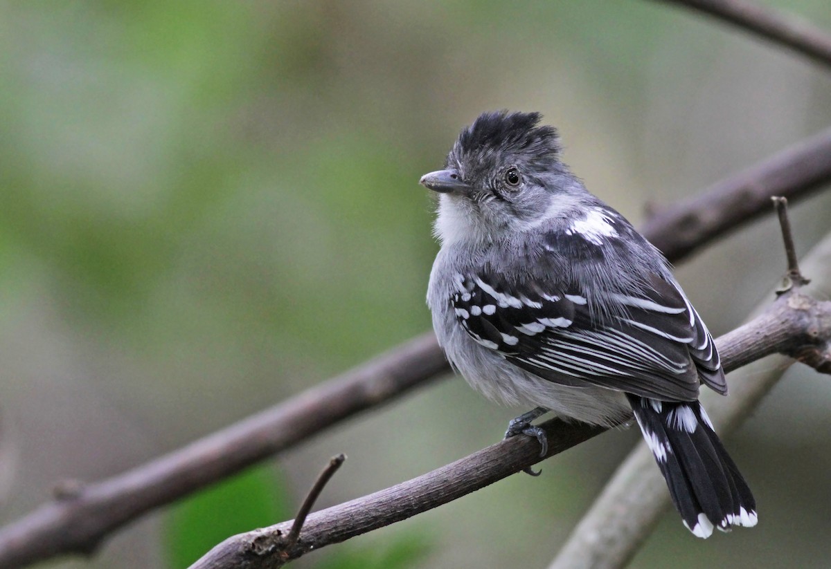 Bolivian Slaty-Antshrike - Ian Davies