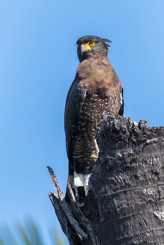 Crested Serpent-Eagle - ML316896791