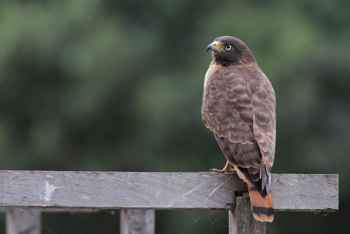 Roadside Hawk - Ian Davies