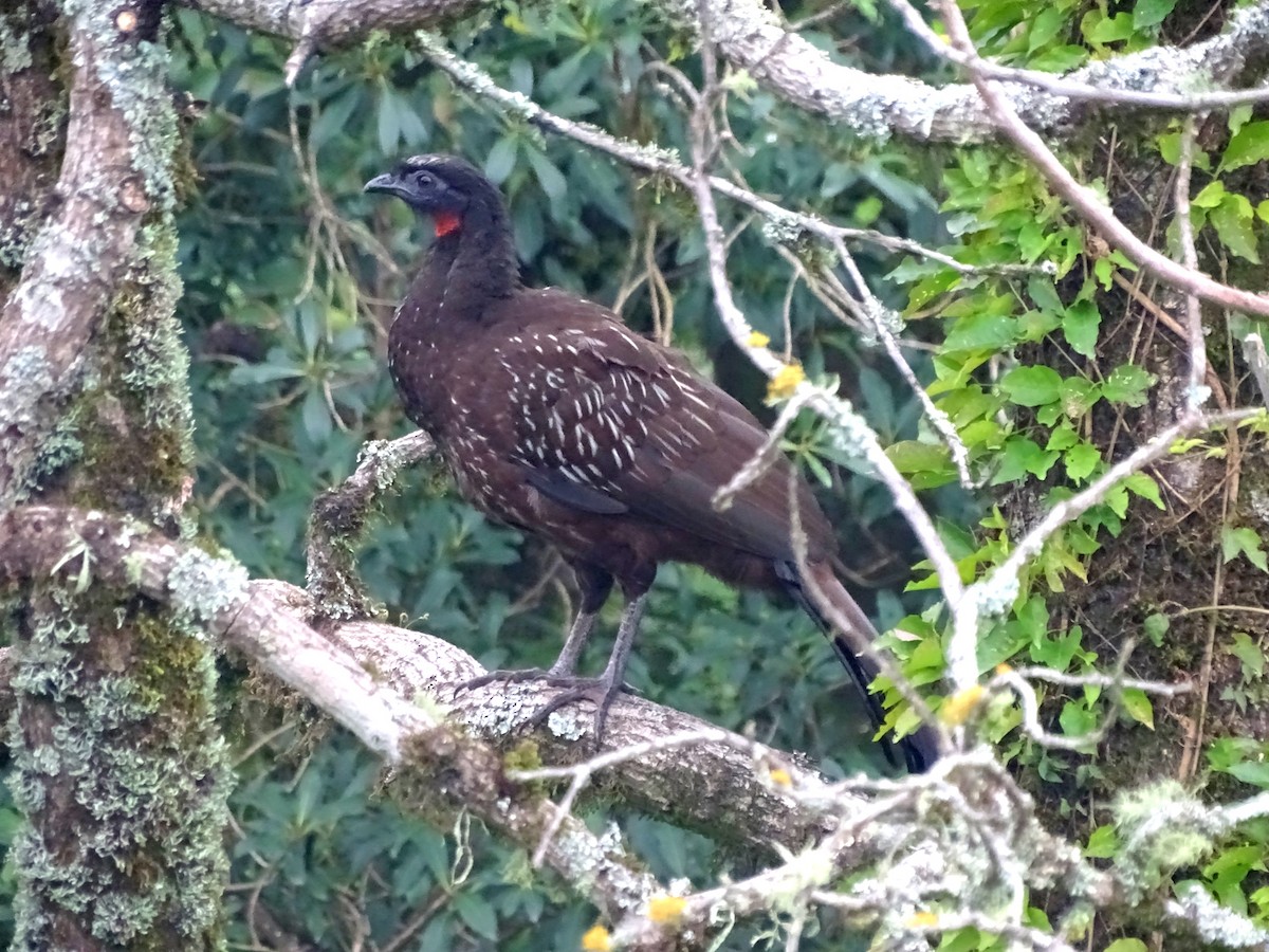 Pénélope des yungas - ML316897311