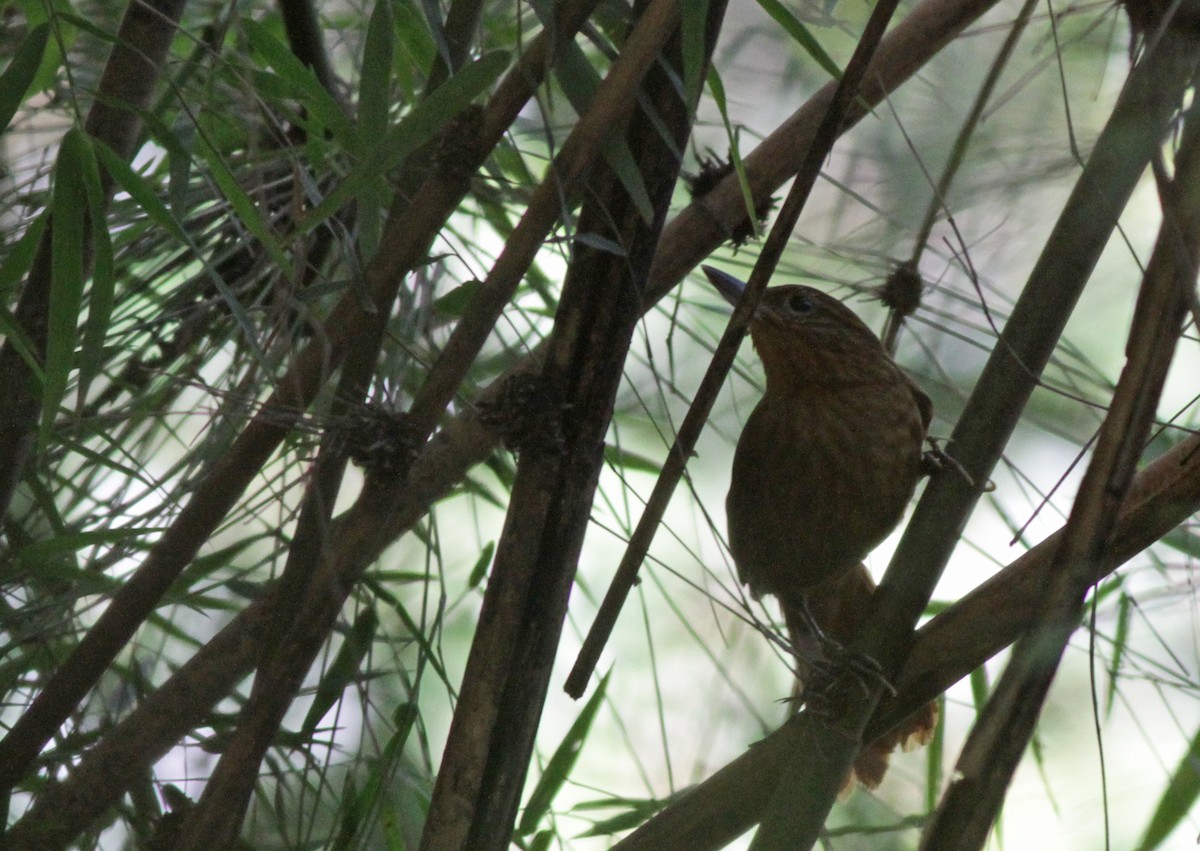 Bolivian Recurvebill - Ian Davies