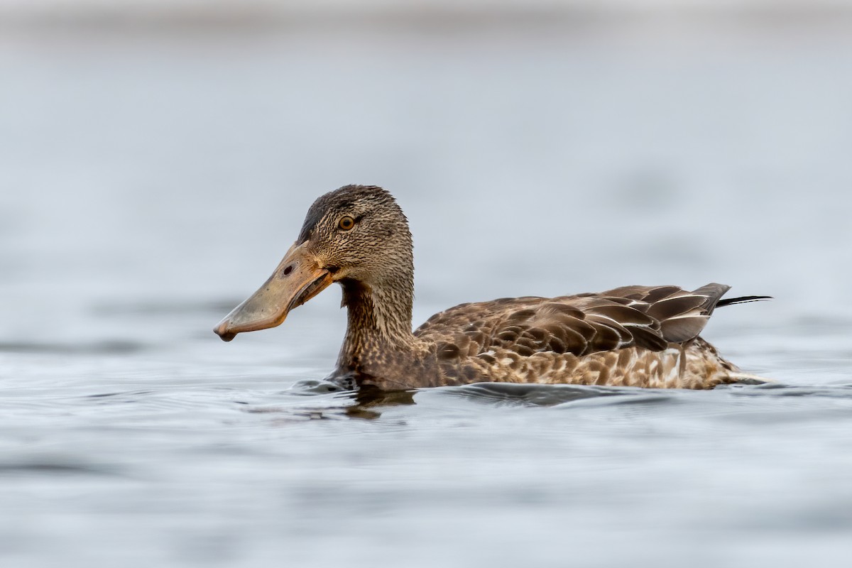 Northern Shoveler - ML316897761