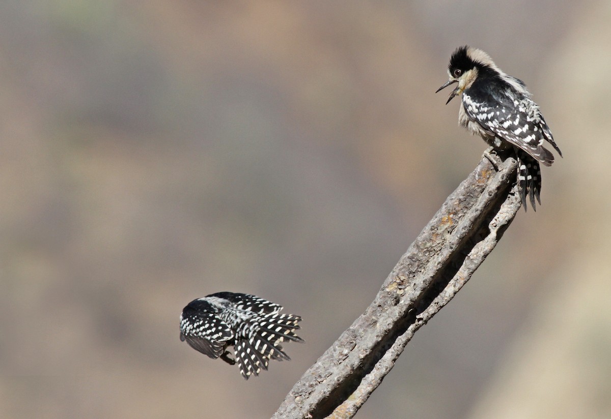 White-fronted Woodpecker - ML31689801