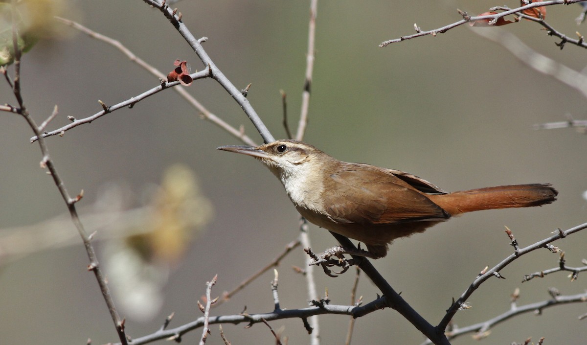 Bolivian Earthcreeper - Ian Davies