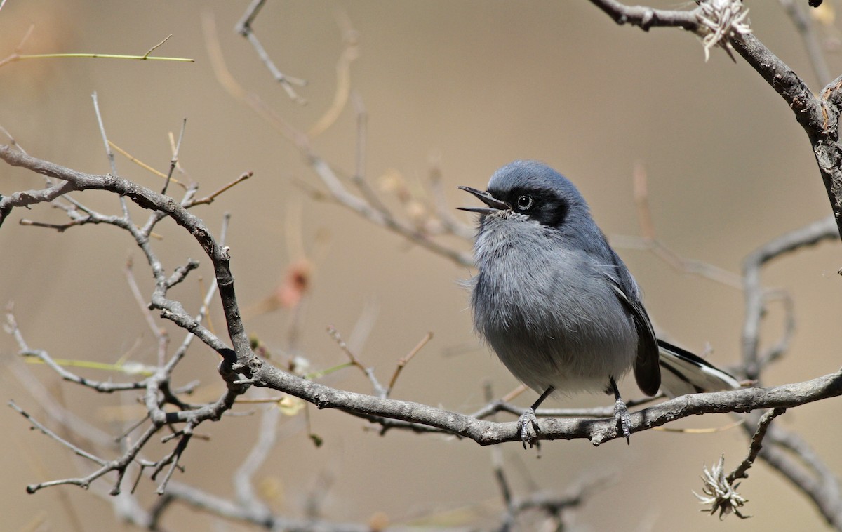 Masked Gnatcatcher - ML31689911