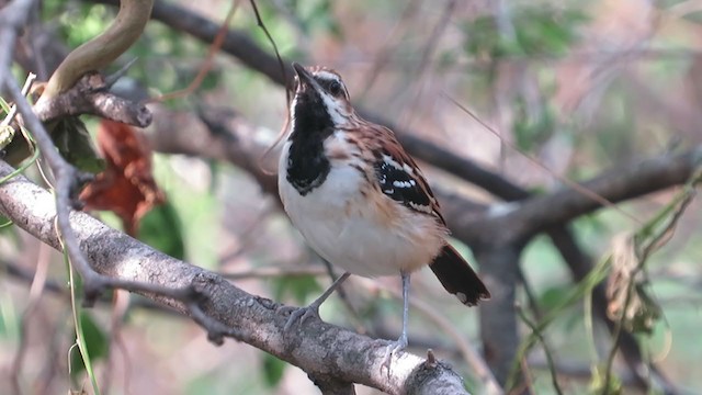 Stripe-backed Antbird - ML316899181