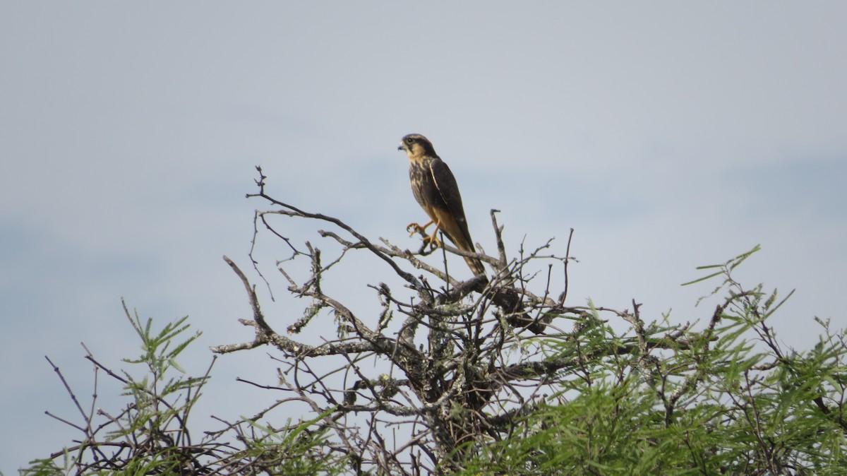 Aplomado Falcon - Francisco González Táboas