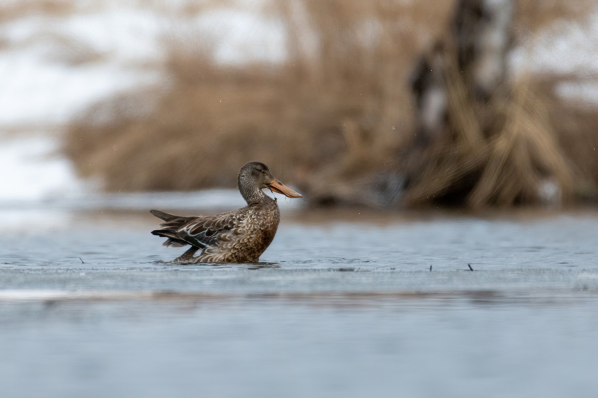 Northern Shoveler - ML316899531