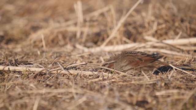 Song Sparrow - ML316900031