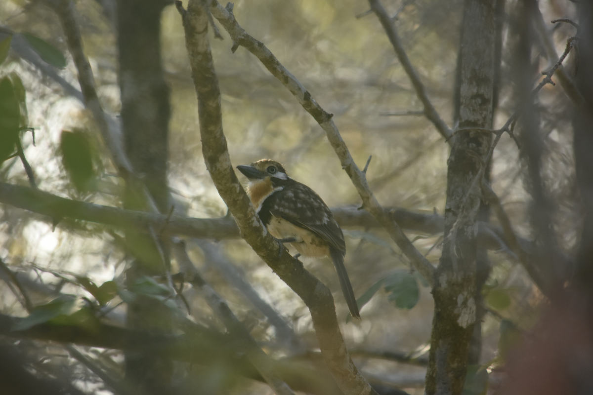 Russet-throated Puffbird - ML316900501