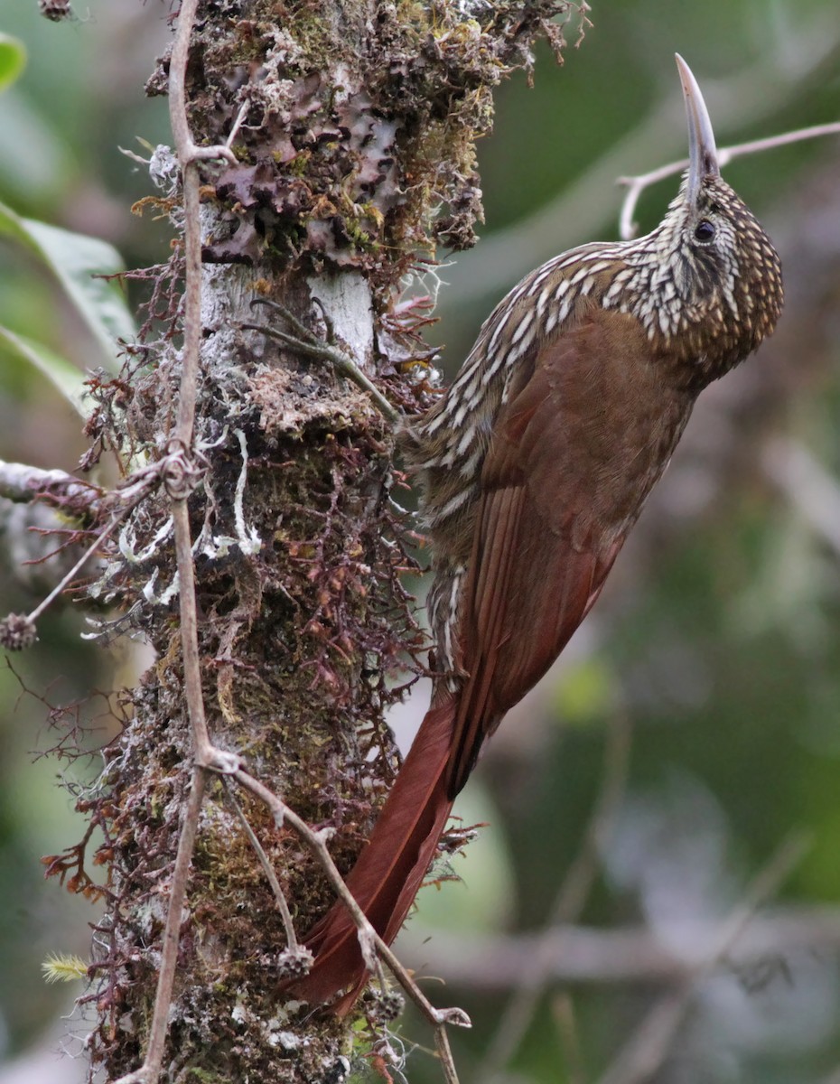 Montane Woodcreeper - ML31690151