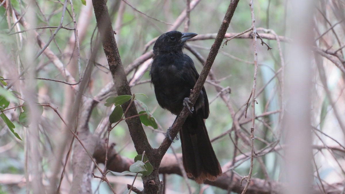 White-lined Tanager - ML316901661