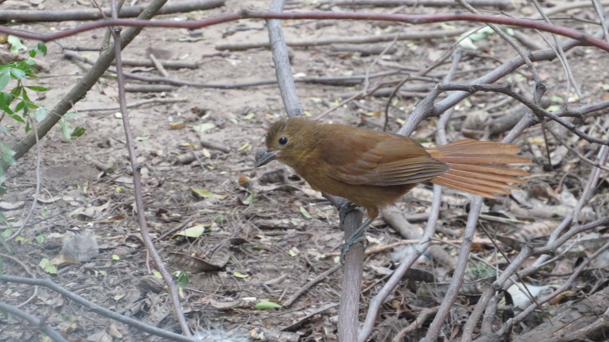 White-lined Tanager - ML316901711