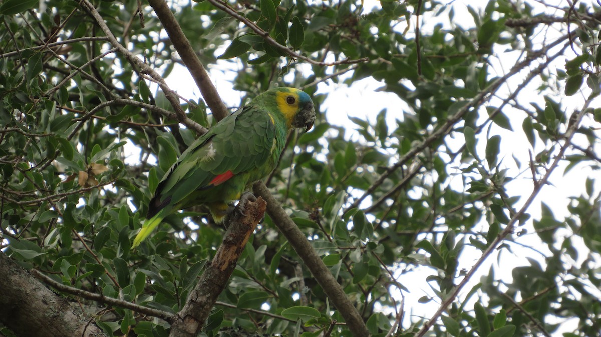 Turquoise-fronted Parrot - ML316902091