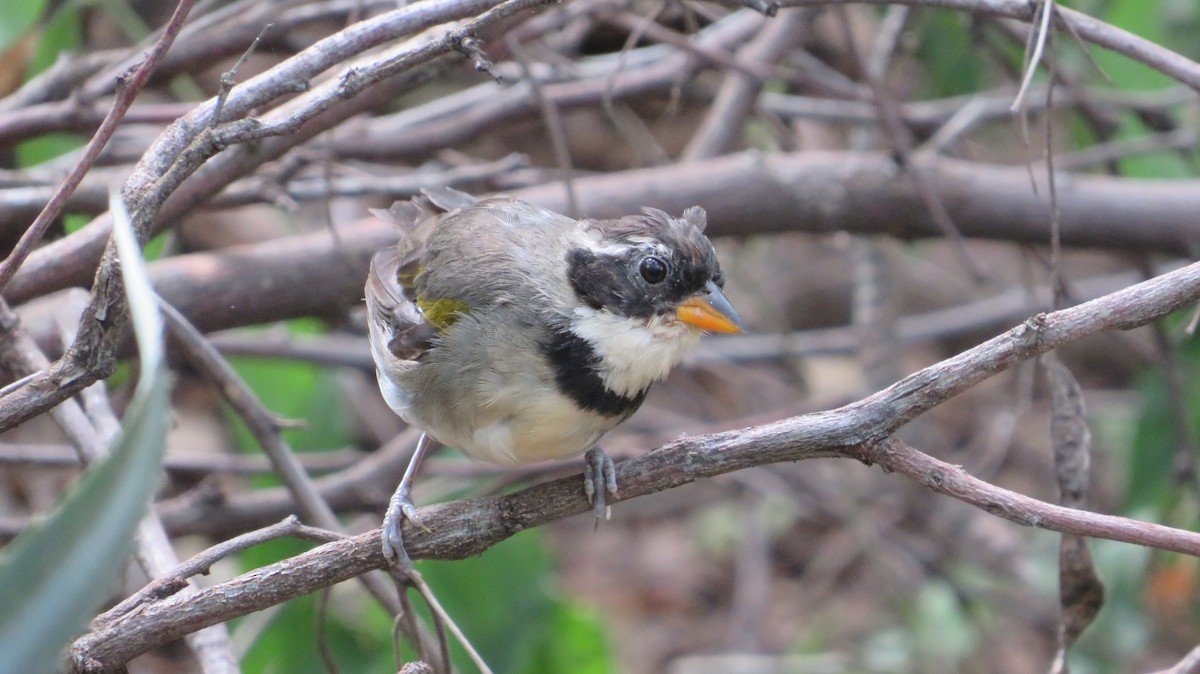 Saffron-billed Sparrow - ML316902151