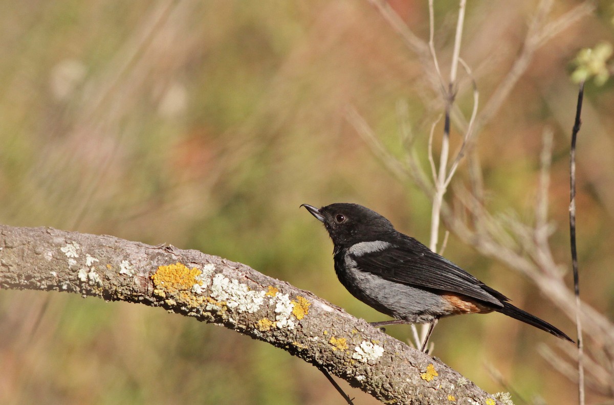 Gray-bellied Flowerpiercer - Ian Davies