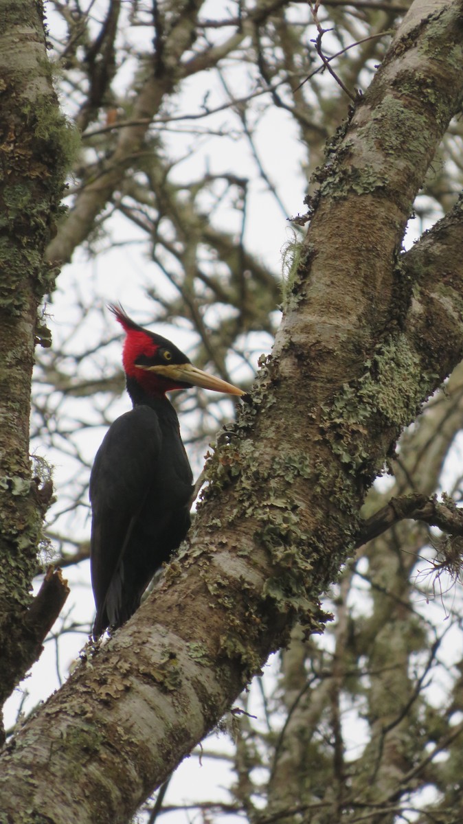 Cream-backed Woodpecker - ML316902541