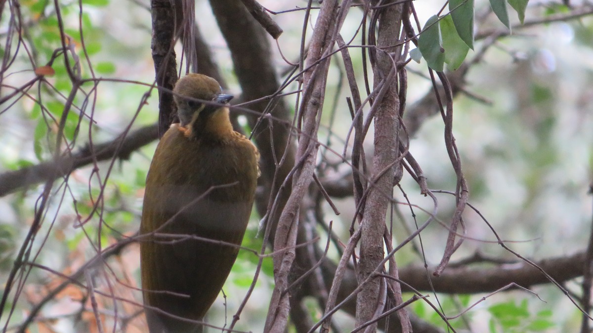 Golden-green Woodpecker - ML316902731