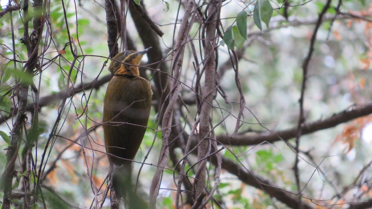 Golden-green Woodpecker - ML316902751