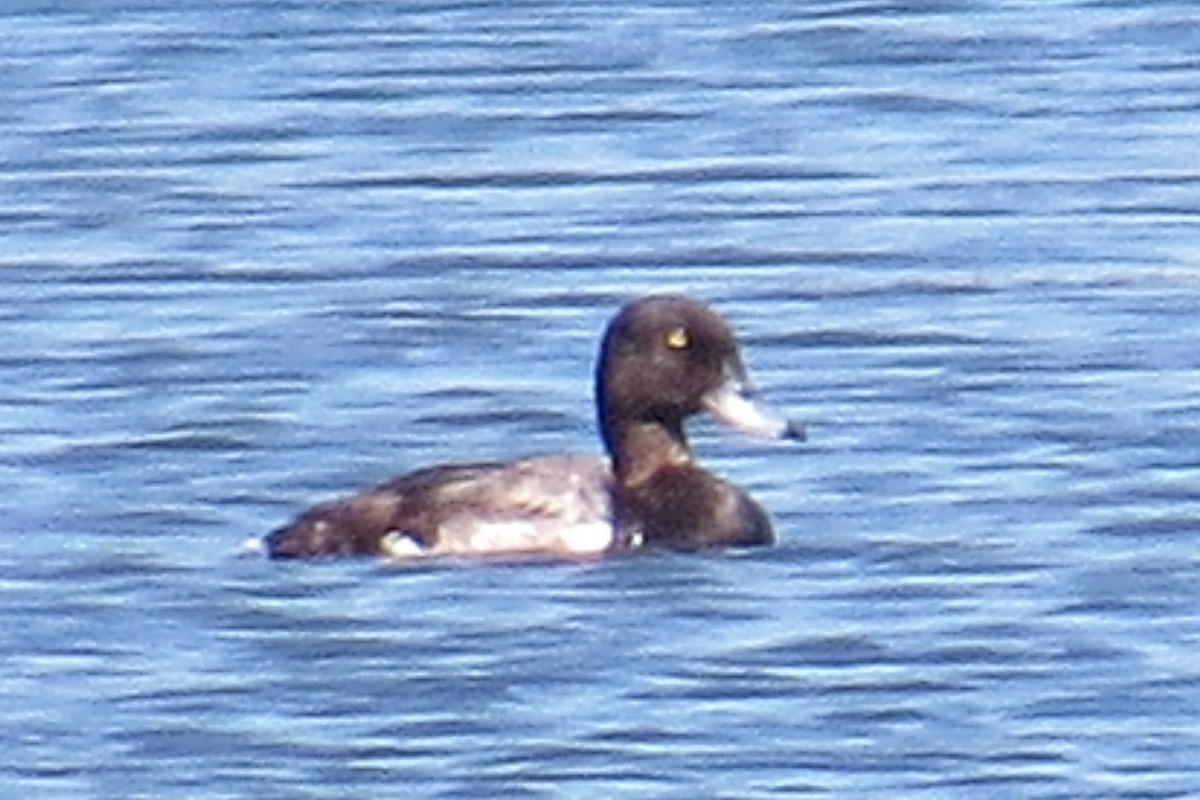 Greater Scaup - ML31690291