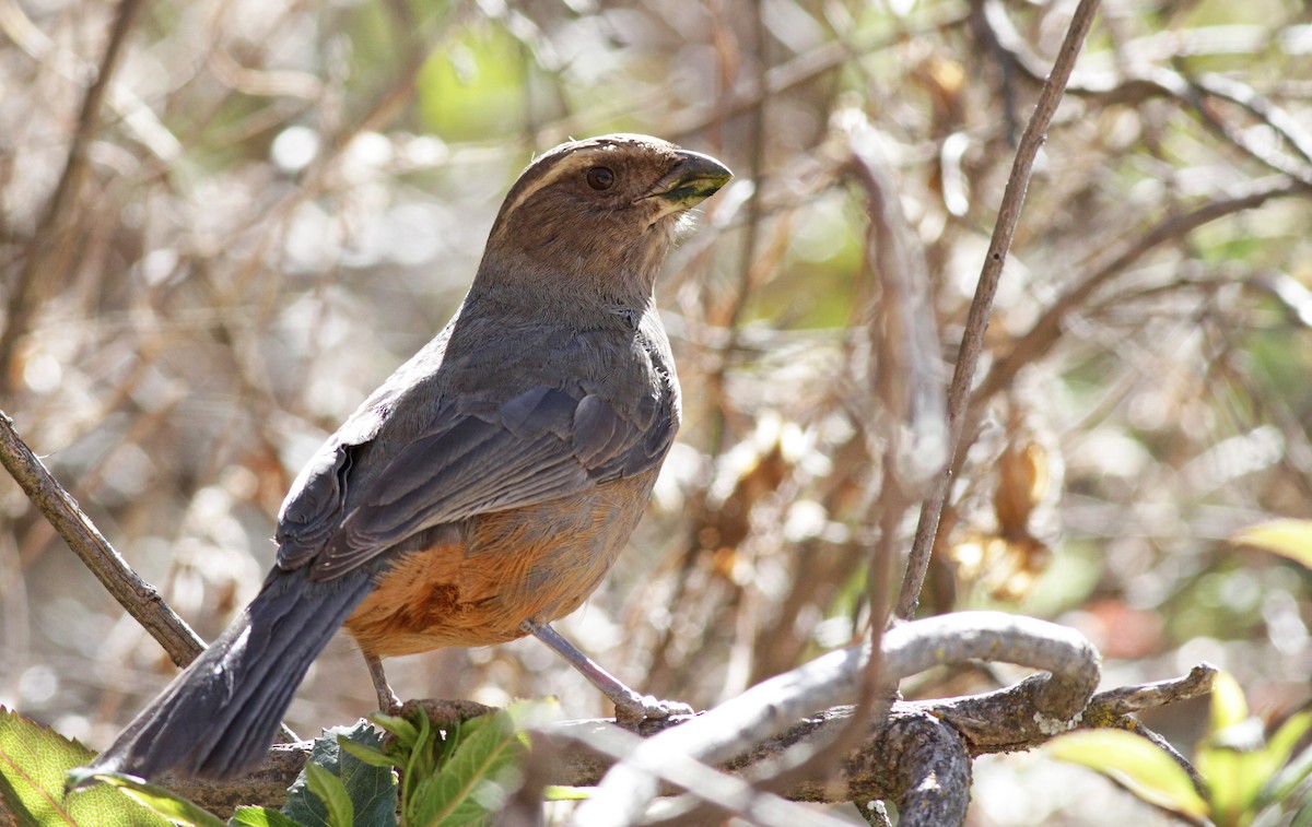 Rufous-bellied Mountain Tanager - Ian Davies