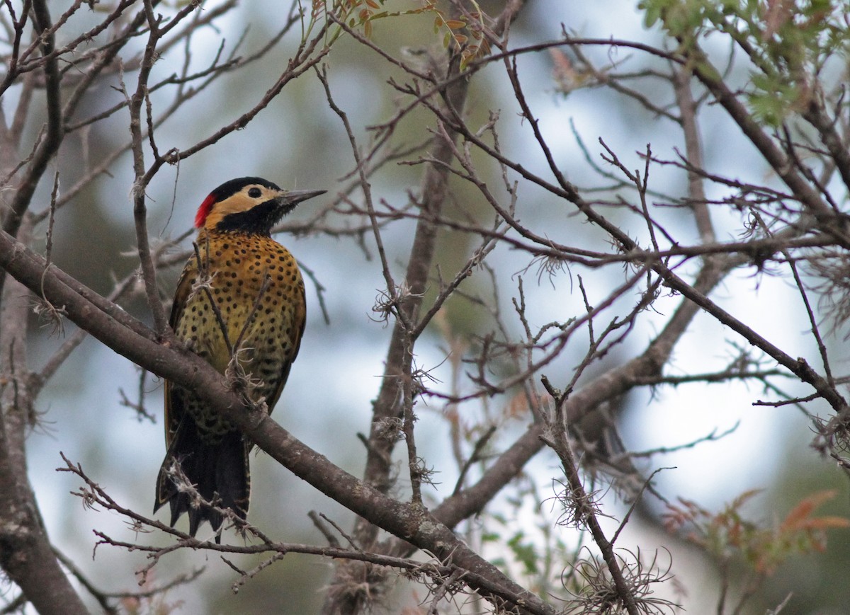 Green-barred Woodpecker - Ian Davies