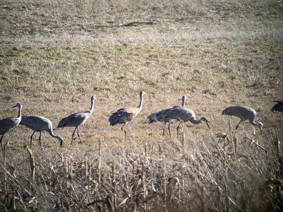 Sandhill Crane - ML316904591