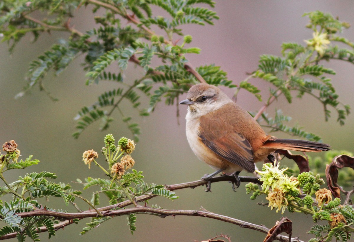 Berlepsch's Canastero - Ian Davies