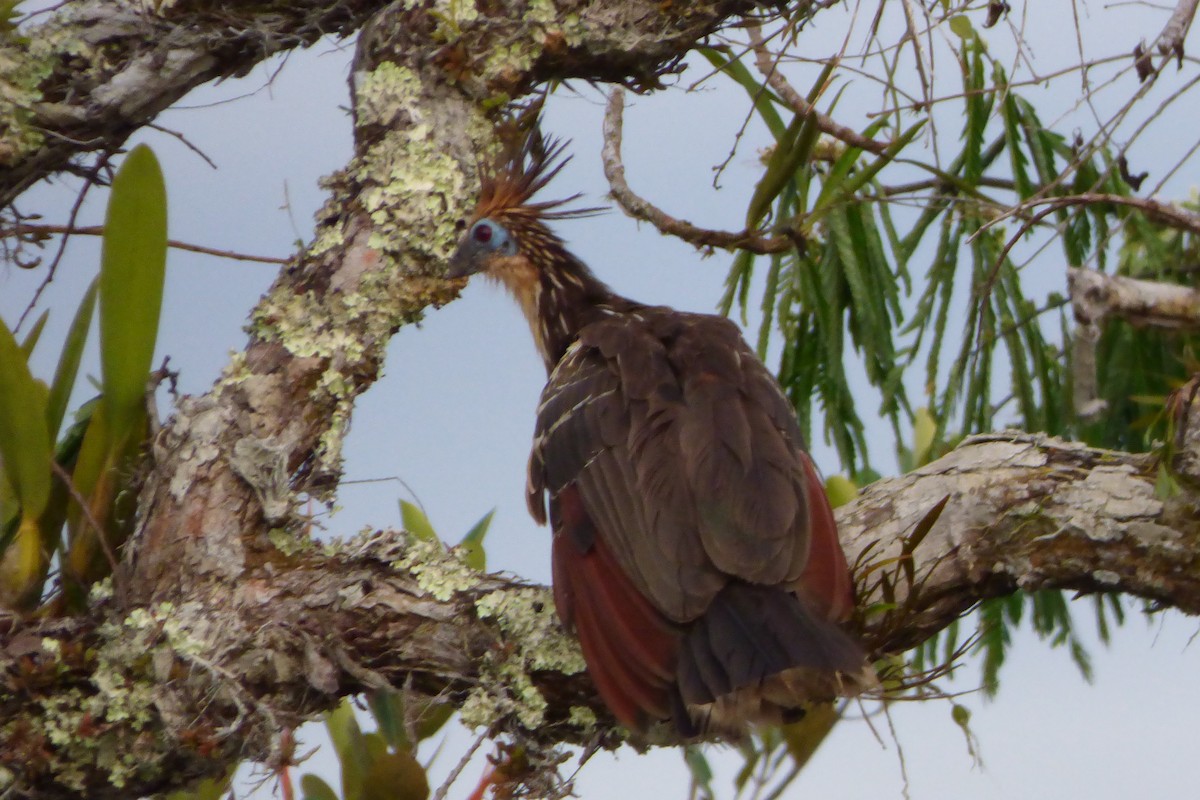 Hoatzin - ML316906141