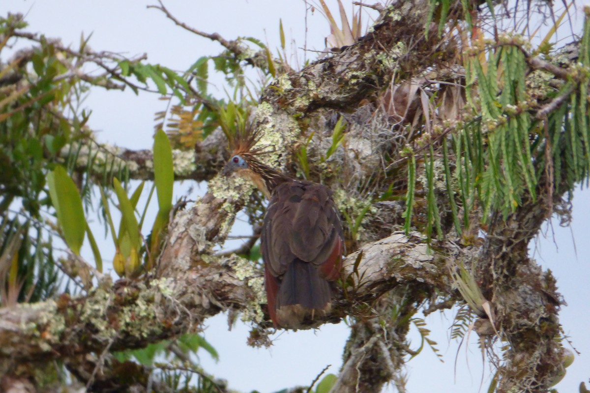 Hoatzin - ML316906161