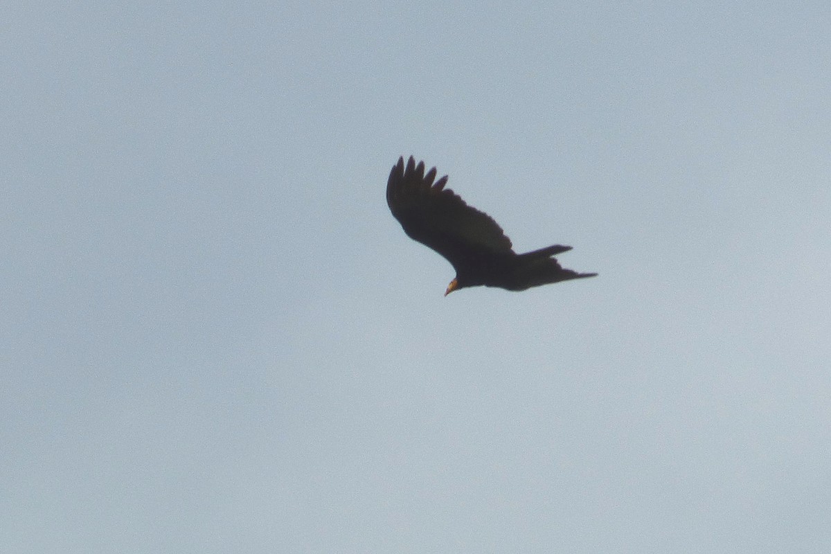 Greater Yellow-headed Vulture - ML316906441