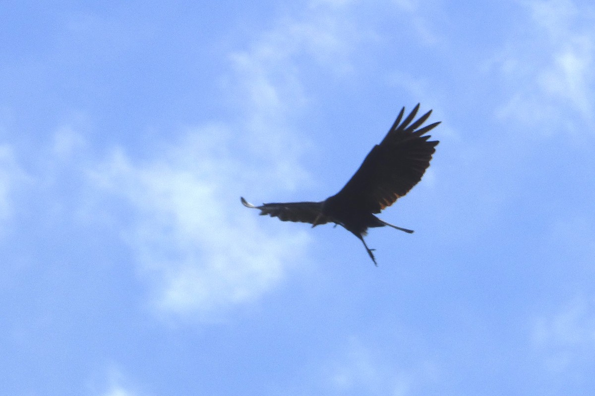 Greater Yellow-headed Vulture - Juan Manuel Pérez de Ana