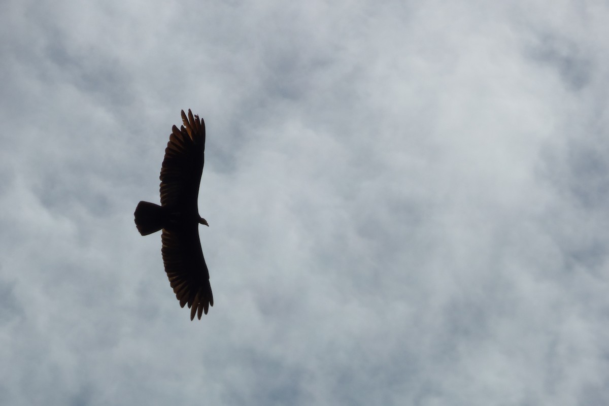 Greater Yellow-headed Vulture - Juan Manuel Pérez de Ana