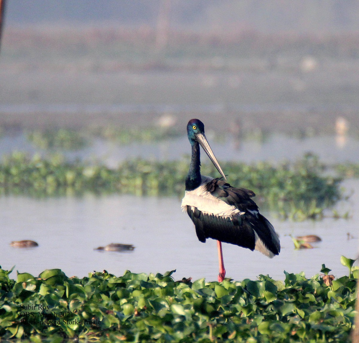 Black-necked Stork - Subir Roy