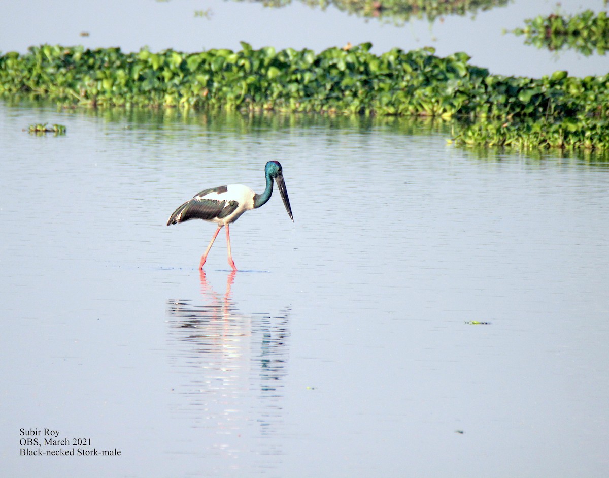 Black-necked Stork - Subir Roy