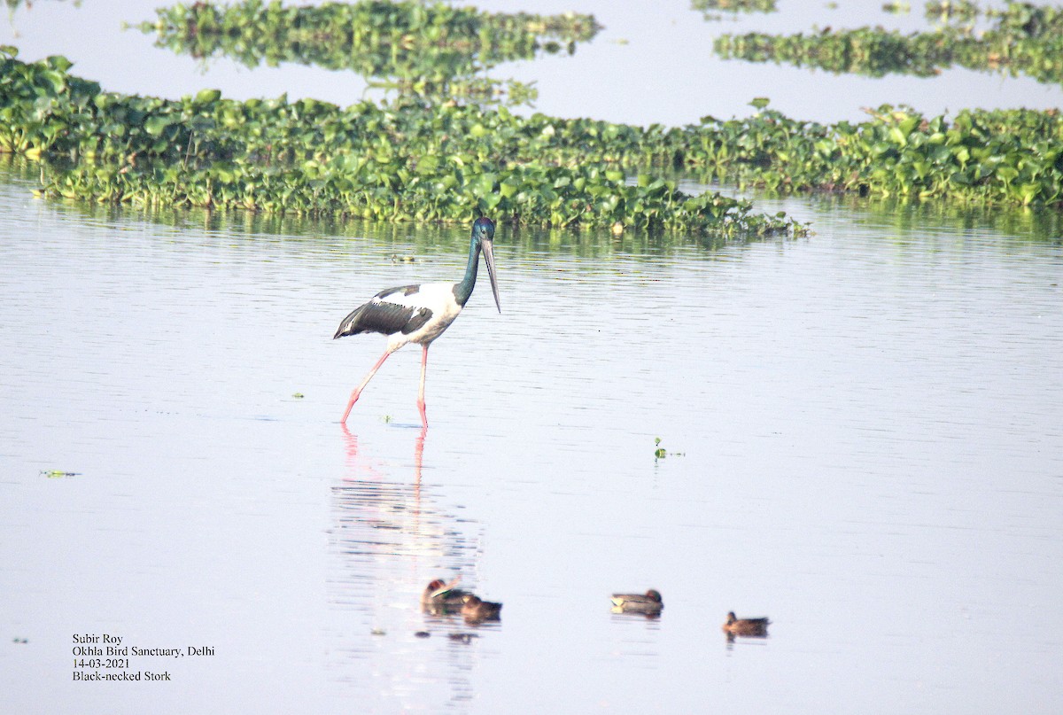 Black-necked Stork - Subir Roy