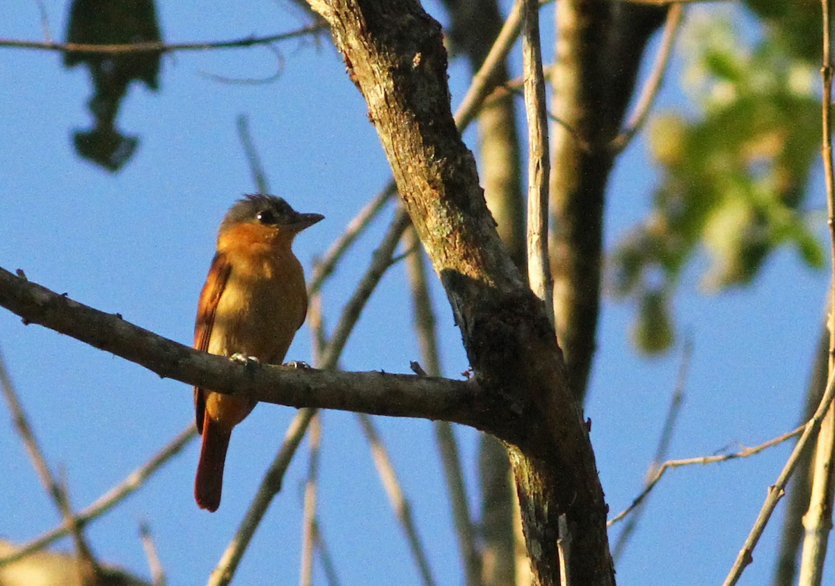 Pink-throated Becard - Ian Davies