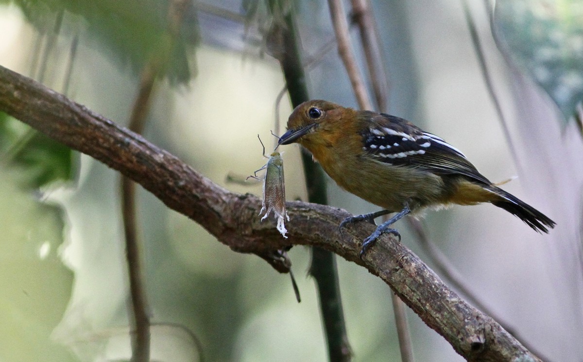 Amazonian Antshrike - ML31691081