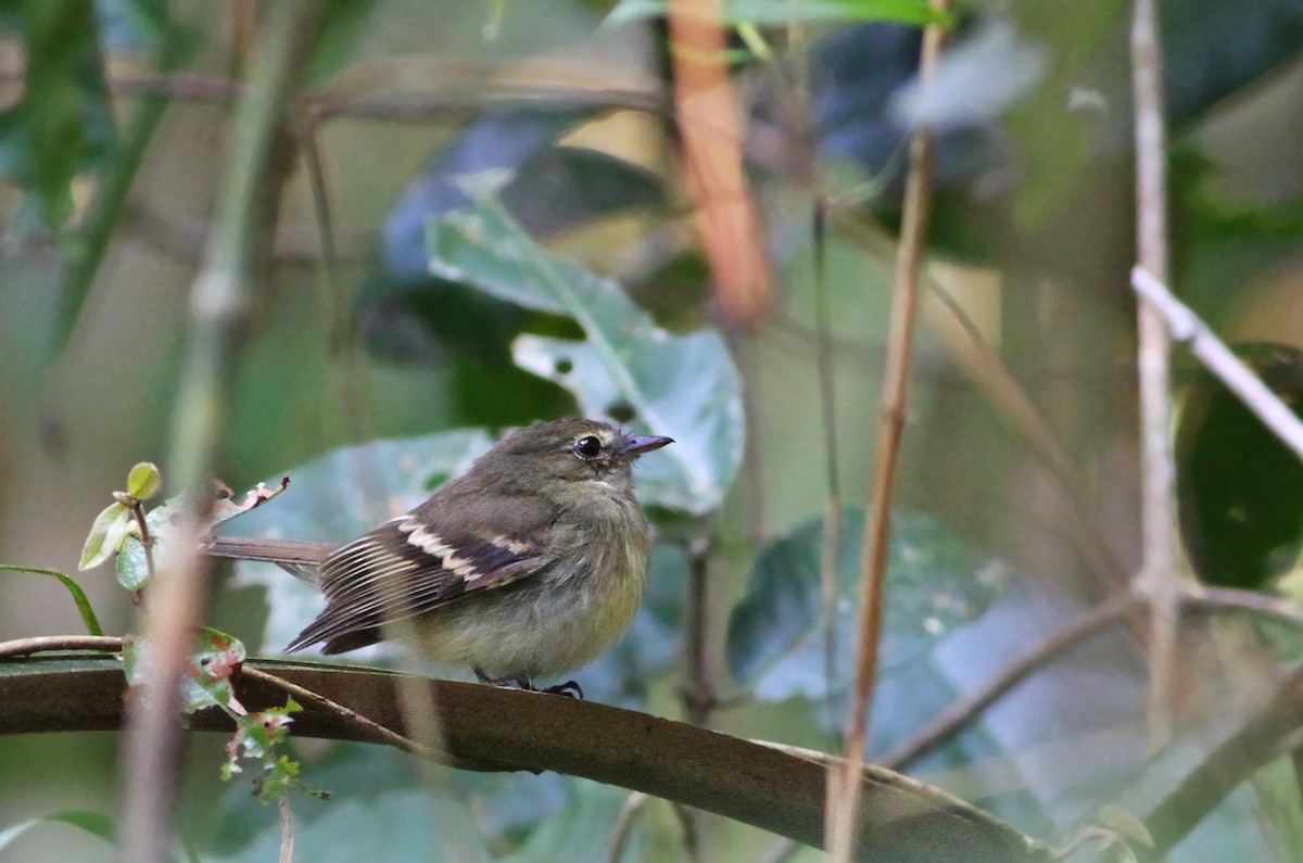 Euler's Flycatcher - Ian Davies