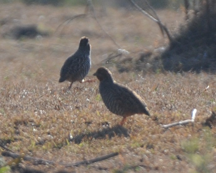 Jungle Bush-Quail - ML316912121