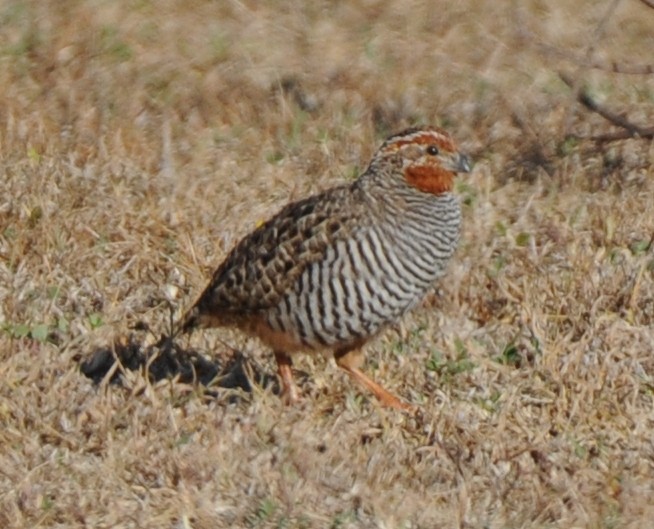 Jungle Bush-Quail - ML316912131