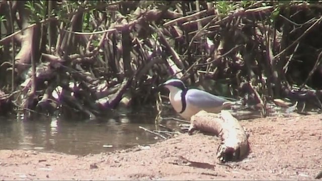 Egyptian Plover - ML316912241