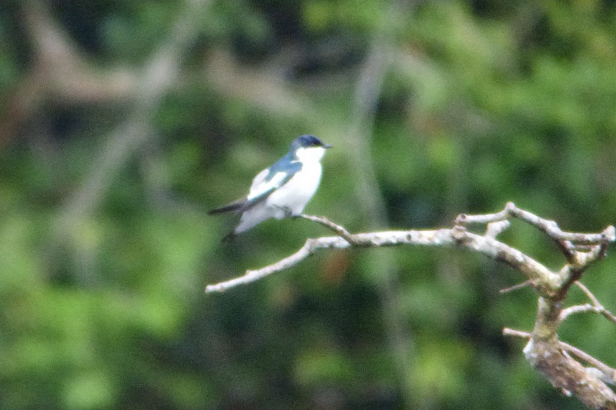 White-winged Swallow - ML316912491