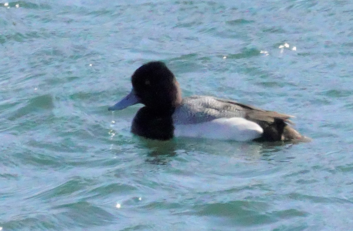 Lesser Scaup - ML316915581