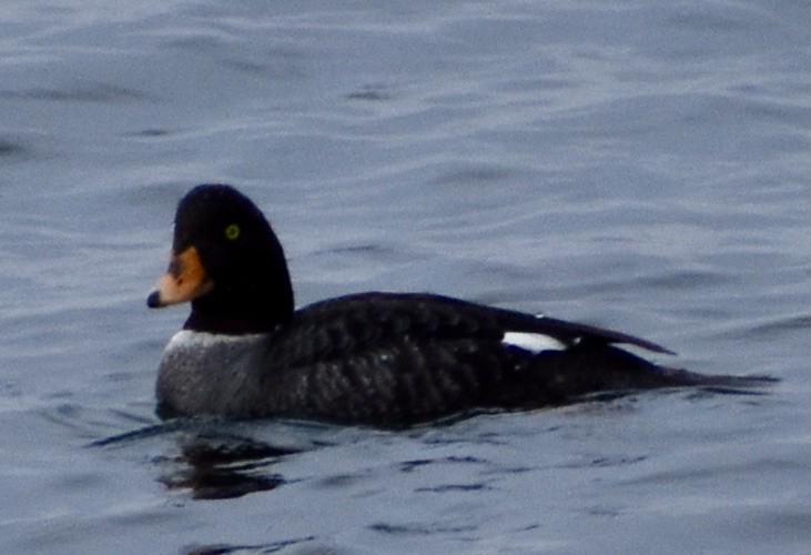 Barrow's Goldeneye - ML316916371