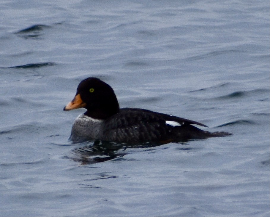 Barrow's Goldeneye - ML316916441