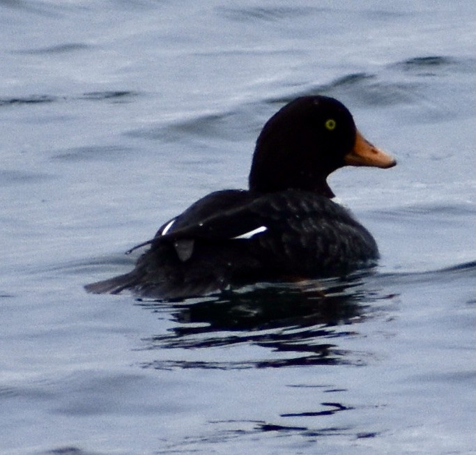 Barrow's Goldeneye - ML316916461