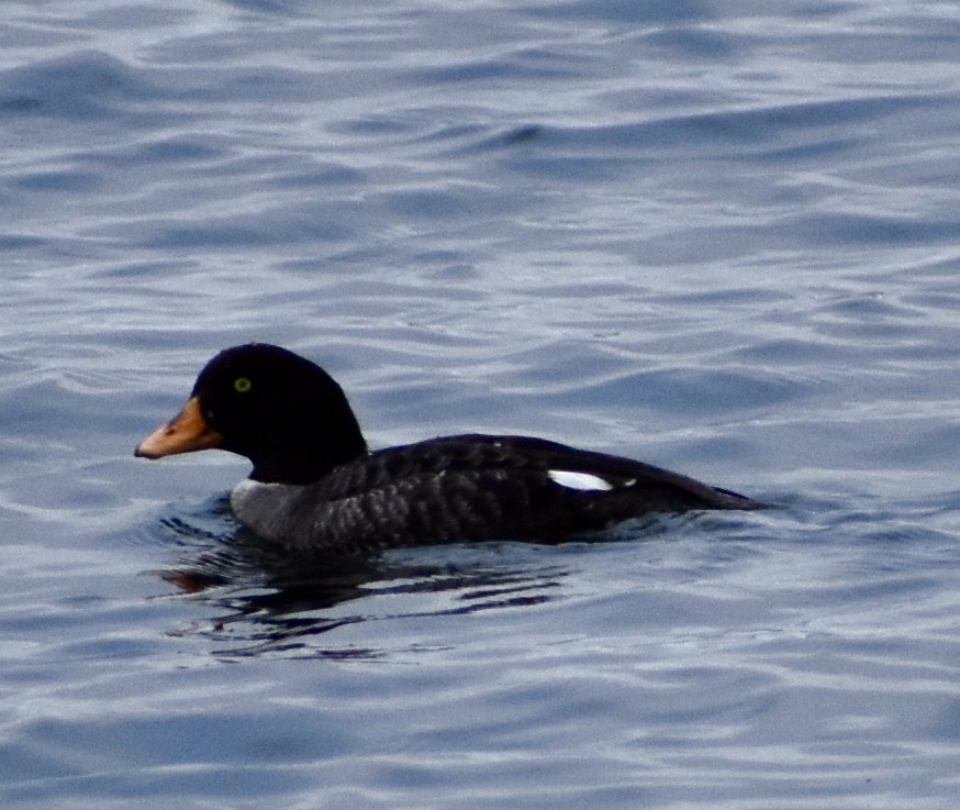 Barrow's Goldeneye - ML316916501